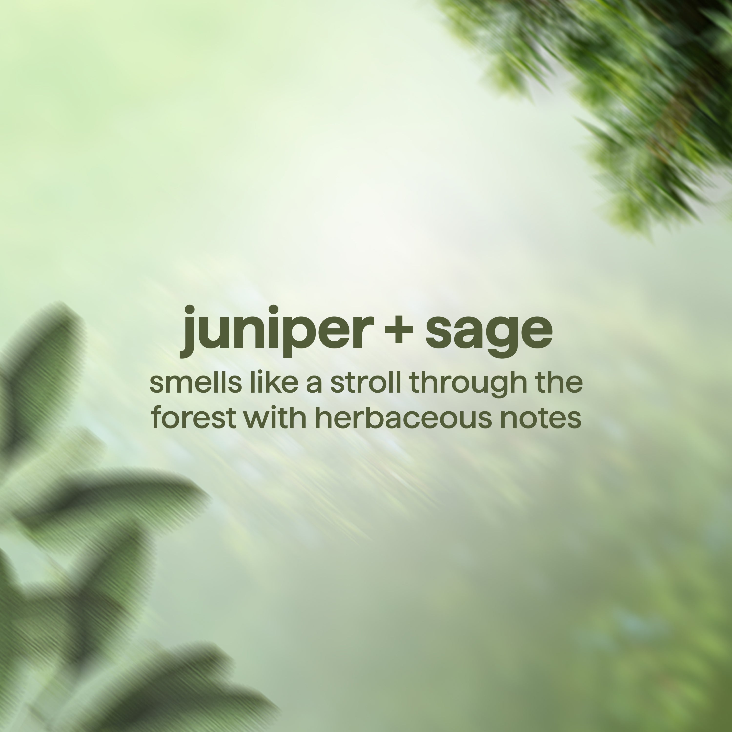men's body wash - juniper + sage, 18 fl oz