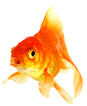 method | Glass Cleaner, Mint, 28 oz – method products