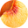 nectarine-blossom
